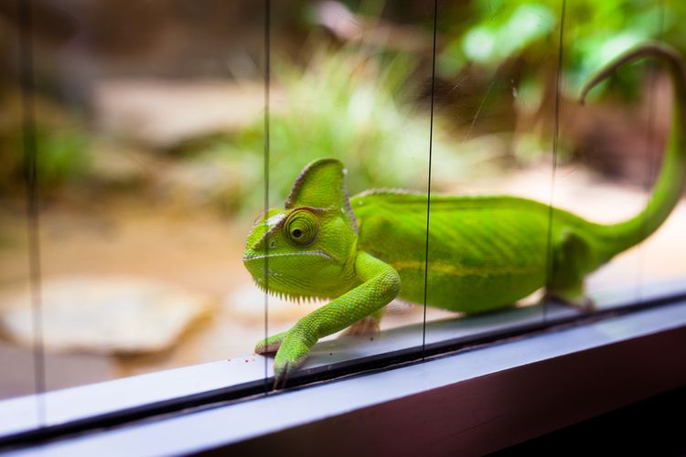 Terárium pro chameleona