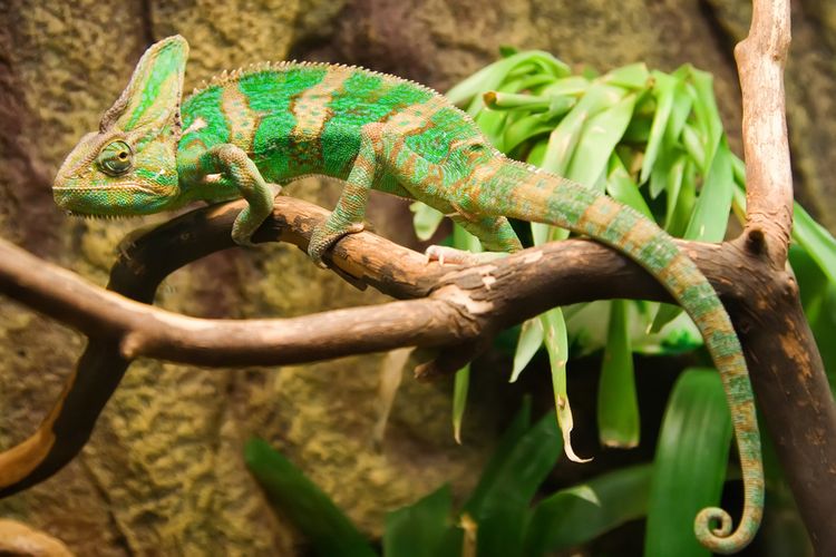 Chameleón v teráriu