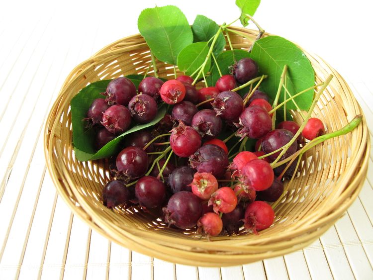 Plody muchovníku s obsahem antioxidantů
