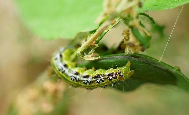 Zavíječ zimostrázovym - škůdce na Buxus
