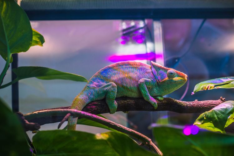 Skleněné terárium pro chameleona