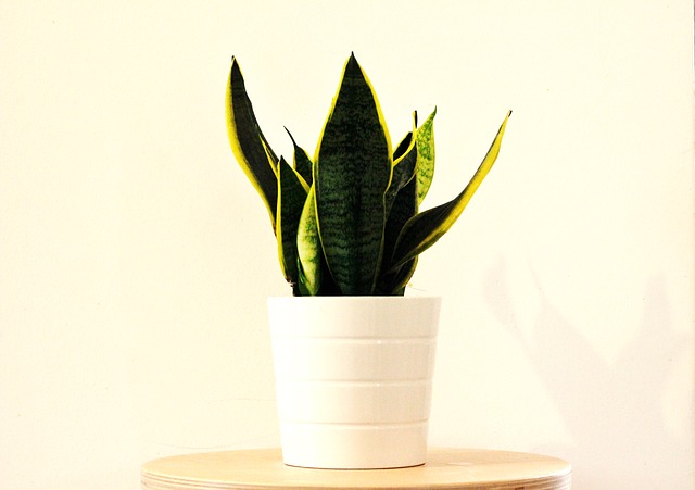 Jedovatá Sansevieria trojpása - tchýnin jazyk