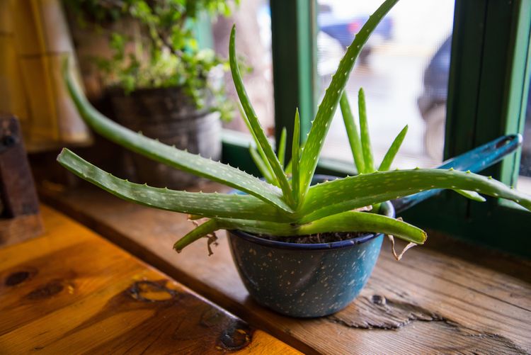 Aloe Vera v květináči na okně