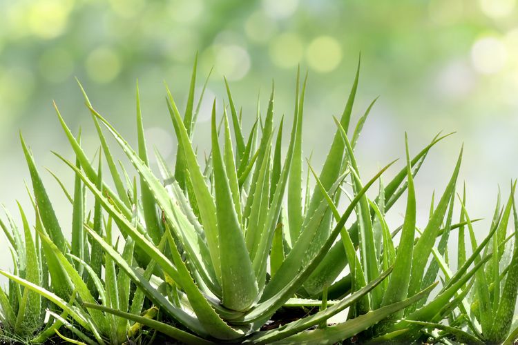 Aloe Vera potřebuje na růst dostatek světla