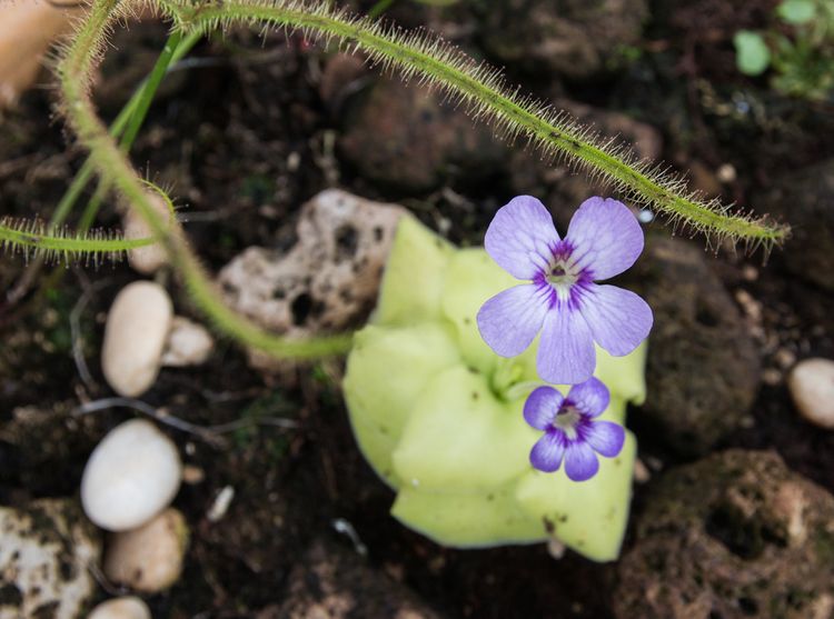 Druh masožravé rostliny Pinguicula - tučnice