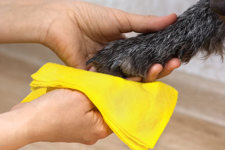 Čištění psích tlapek od soli a zimních nečistot
