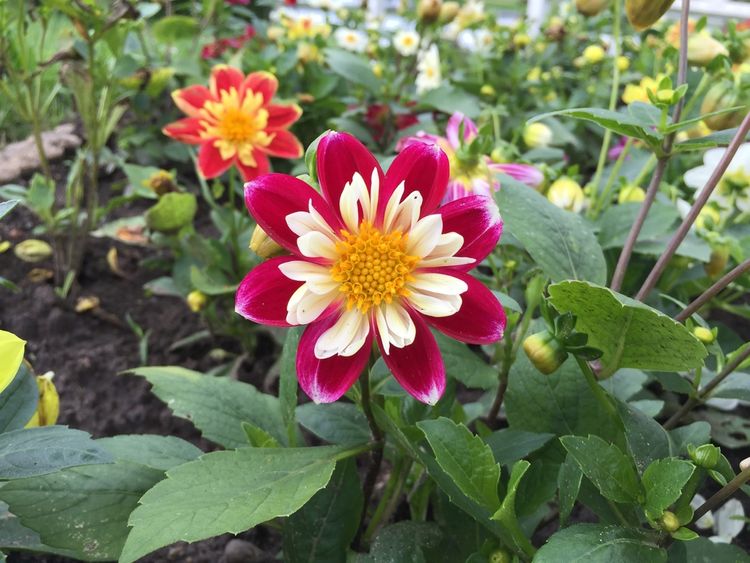 Trpasličí jiřina / dahlia s růžovými lístky