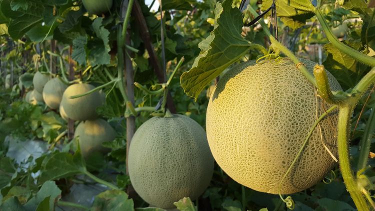 Cucumis melo - cukrový meloun