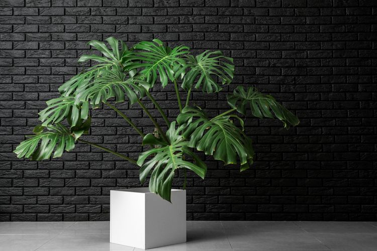 Monstera do tmavých koutů i do stínu