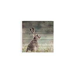 Dřevěný obraz Graham & Brown Hare, 50 x 50 cm