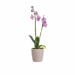 Keramický květináč ø 14 cm Thalia – Artevasi