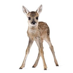 Nástěnná samolepka Dekornik Deer Lucy, 55 x 88 cm