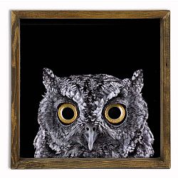 Nástěnný obraz Owl, 34 x 34 cm