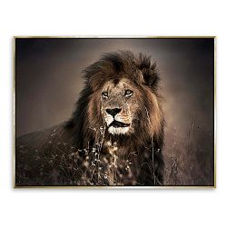 Obraz lva na plátně Styler Golden Lion, 62 x 82 cm