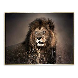 Obraz na plátně Styler Golden Lion, 115 x 87 cm