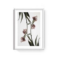 Obraz Piacenza Art Dendrobium, 30 x 20 cm