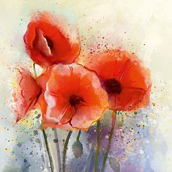 Obraz s motivem vlčích máků Flower, 45 x 45 cm
