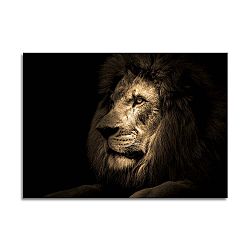 Obraz Styler Glas Animals Lion, 70 x 100 cm