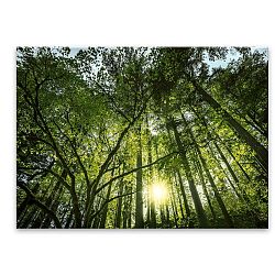 Obraz Styler Glas Nature Green, 80 x 120 cm
