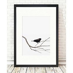 Obraz Tablo Center Birdy, 24 x 29 cm