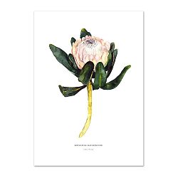 Plakát Leo La Douce King Protea, 21 x 29,7 cm