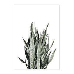 Plakát Leo La Douce Sansevieria, 21 x 29,7 cm