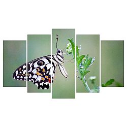 Vícedílný obraz na plátně Animal Butterfly