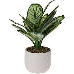 Calathea v keramickém květináči, 12 x 26   cm, bílá