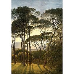 Fototapeta Old Trees 180 x 255 cm, 2 díly