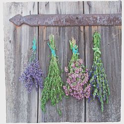 Obraz na plátně Herbs, 38 x 38 cm