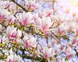 Magnolie: druhy (Stellata, Grandiflora či Soulangova), pěstování, sázení, hnojení, stříhání