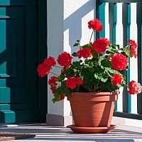 Jak zazimovat muškáty? Držte se ověřených rad a tipů