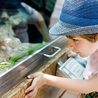 Zařízení terária pro hada je levné – chov hada pro začátečníky