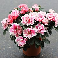 Azalka – pěstování, stříhání, rozmnožování a opadávání listů