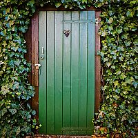 Břečťan popínavý – pěstování, rozmnožování, ošetřování