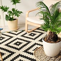 Cykasy – pěstování, rozmnožování, přesazování a zalévání