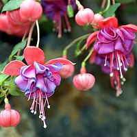 Fuchsie vzpřímená (stromková) a převislá – pěstování