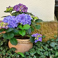 Jak pěstovat hortenzii