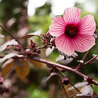 Ibišek – přesazení, rozmnožování, stříhání a hnojení