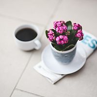 Kalanchoe – pěstování i po odkvetení. Jak zalévat, stříhat a hnojit