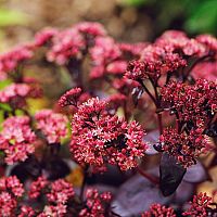 Rozchodník jako nenáročná ozdoba vaší zahrady