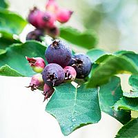 Muchovník – odrůdy, rozmnožování, řez a přesazení