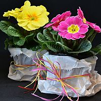 Jak správně pěstovat prvosenky venku i v bytě