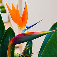 Strelicie v květináči? Pěstování i rozmnožování je jednoduché