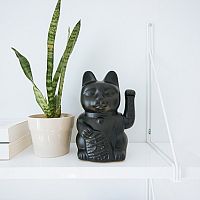 Jak se starat o pokojové rostliny v zimě – péče, zalévání, teplota a světlo