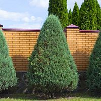 Túje – jak sázet, kdy a jak stříhat, kdy hnojit, nemoci, přesazování. Jak pečovat o túje?