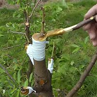 Štěpení ovocných stromů – očkování, roubení, plátkování