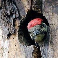 Jak se zbavit datla, který dělá díry do fasády domu