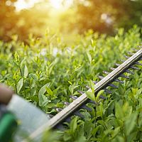 Nejlepší elektrické nůžky na živý plot. Návod, jak vybrat + recenze a test