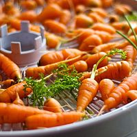 Jak sušit houby, ovoce a zeleninu